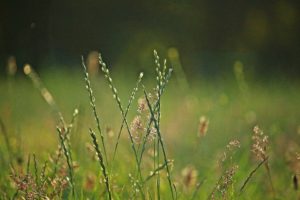 O azevém é uma planta da família das gramíneas bastante comum durante a primavera Crédito: Pixabay